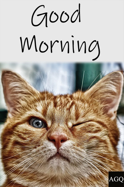Good Morning Cat Memes