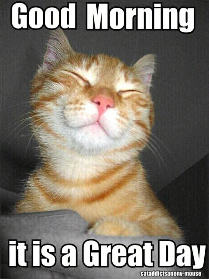 Good Morning Cat Memes