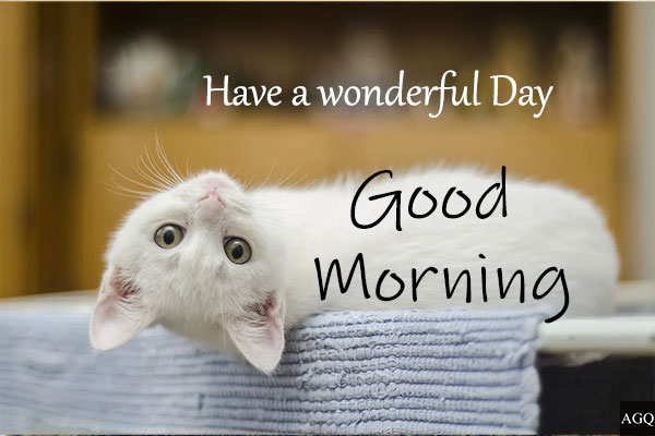 Good Morning Cat Memes