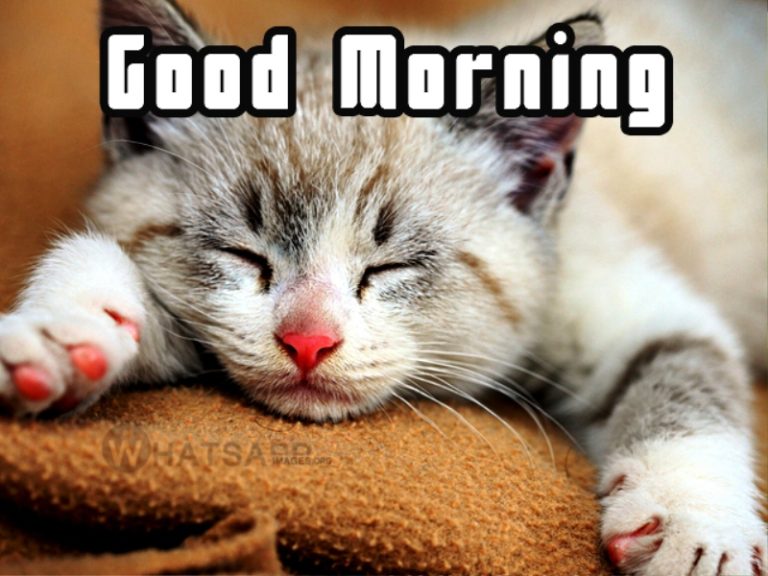 Good Morning Cat Memes