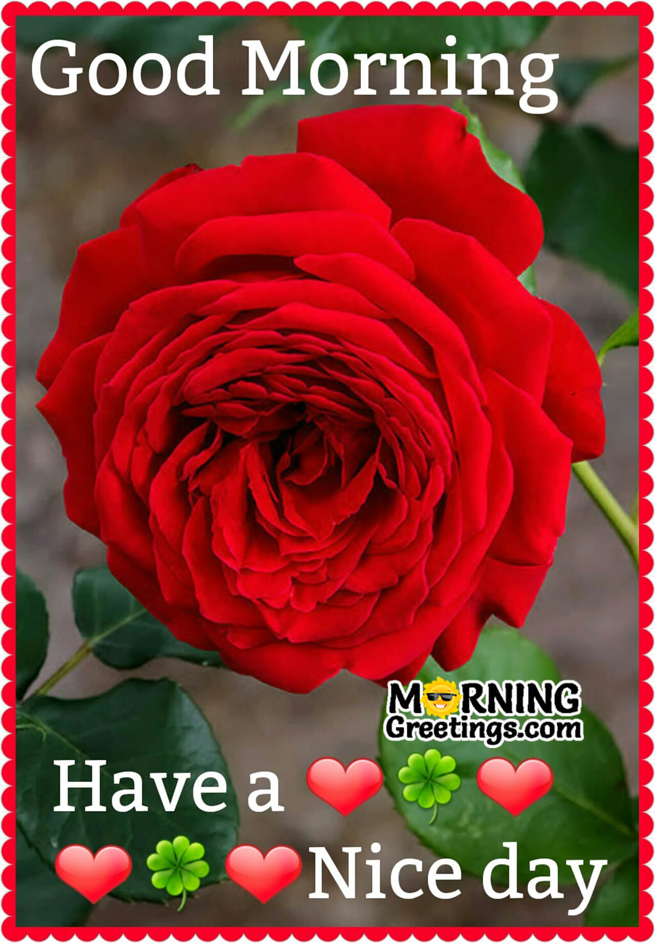 Beautiful Good Morning Rose Images