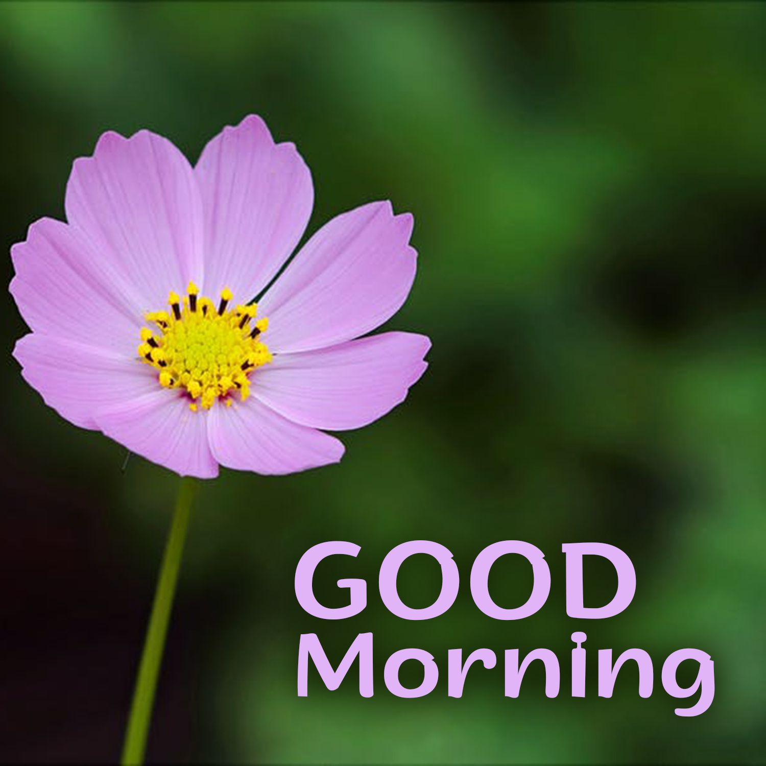 Good Morning Flowers With Messages