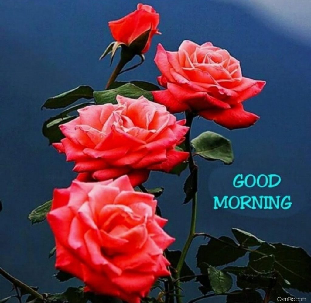 Good Morning Rose Images Download