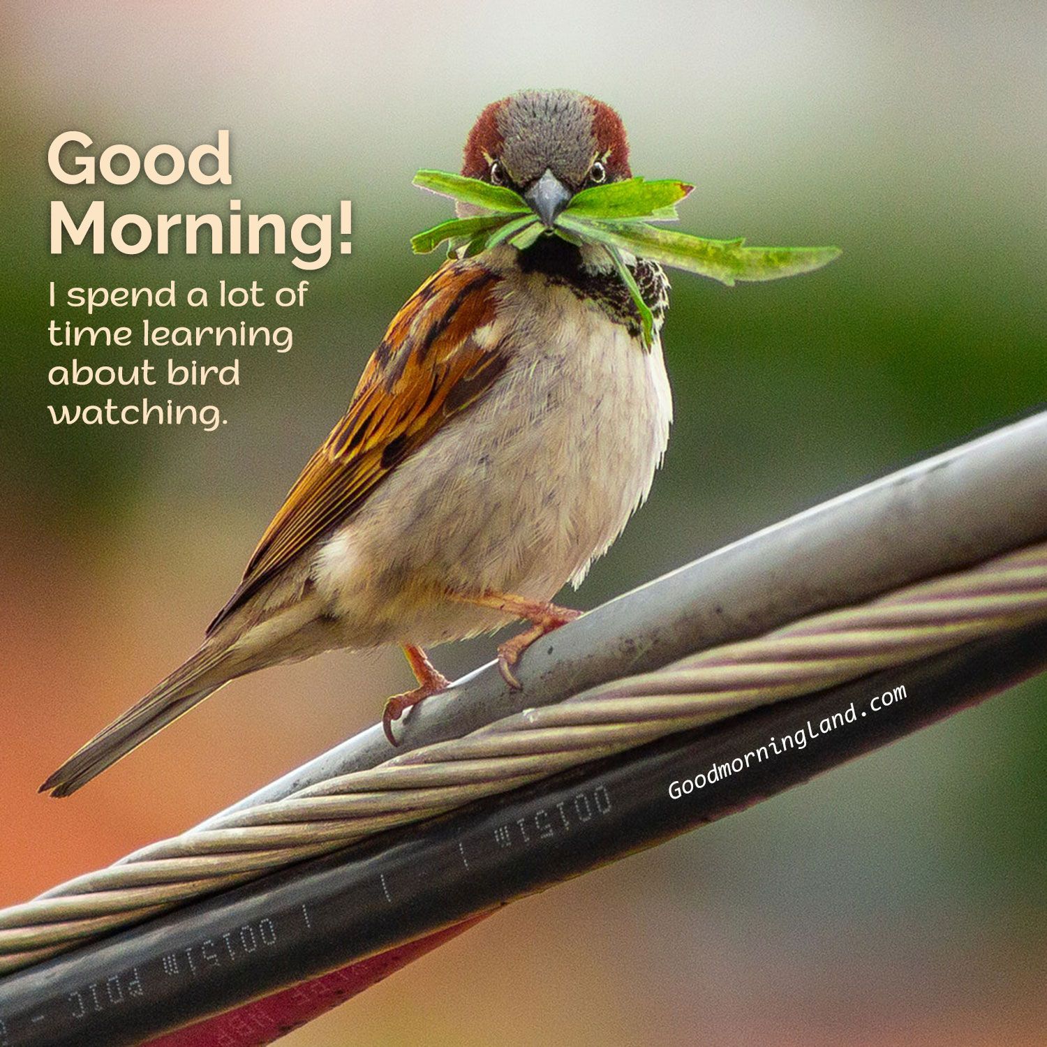 Good Morning Birds Images With Quotes