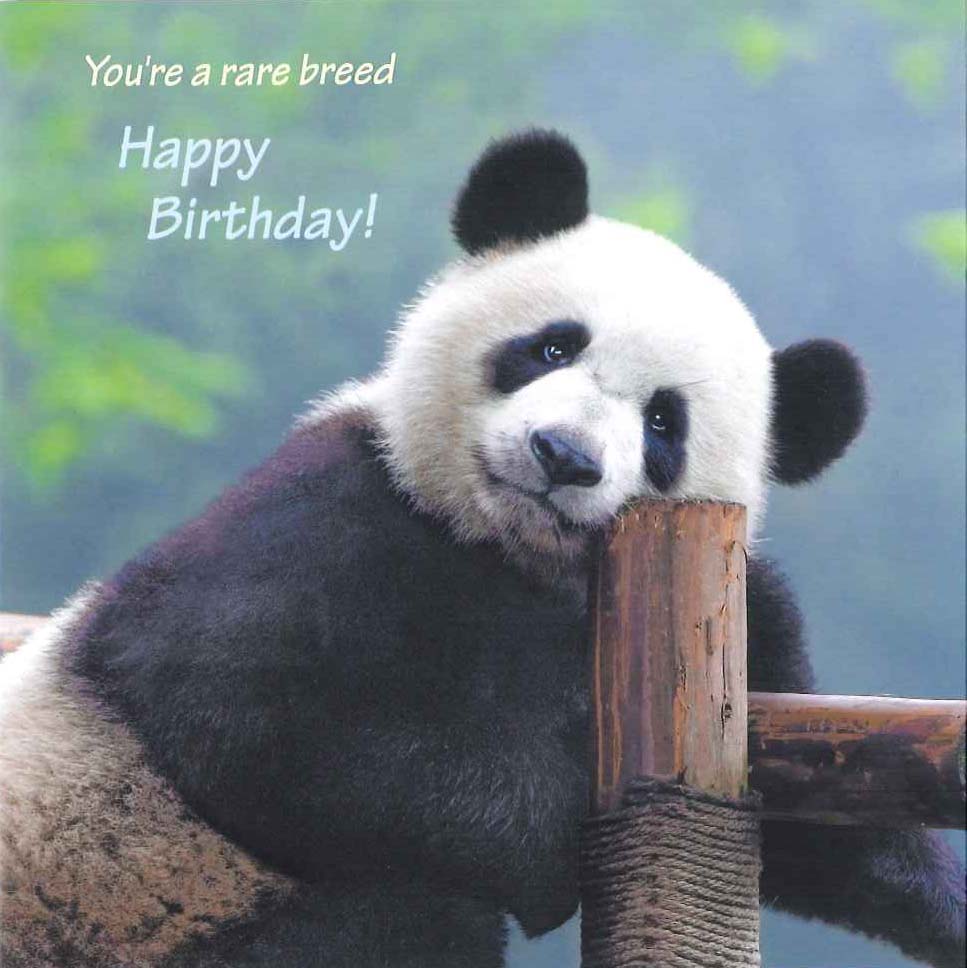 Happy Birthday Panda Bear