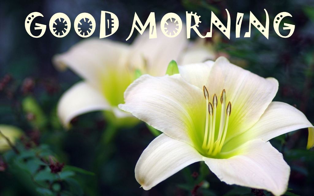 Good Morning Lily Flowers Images