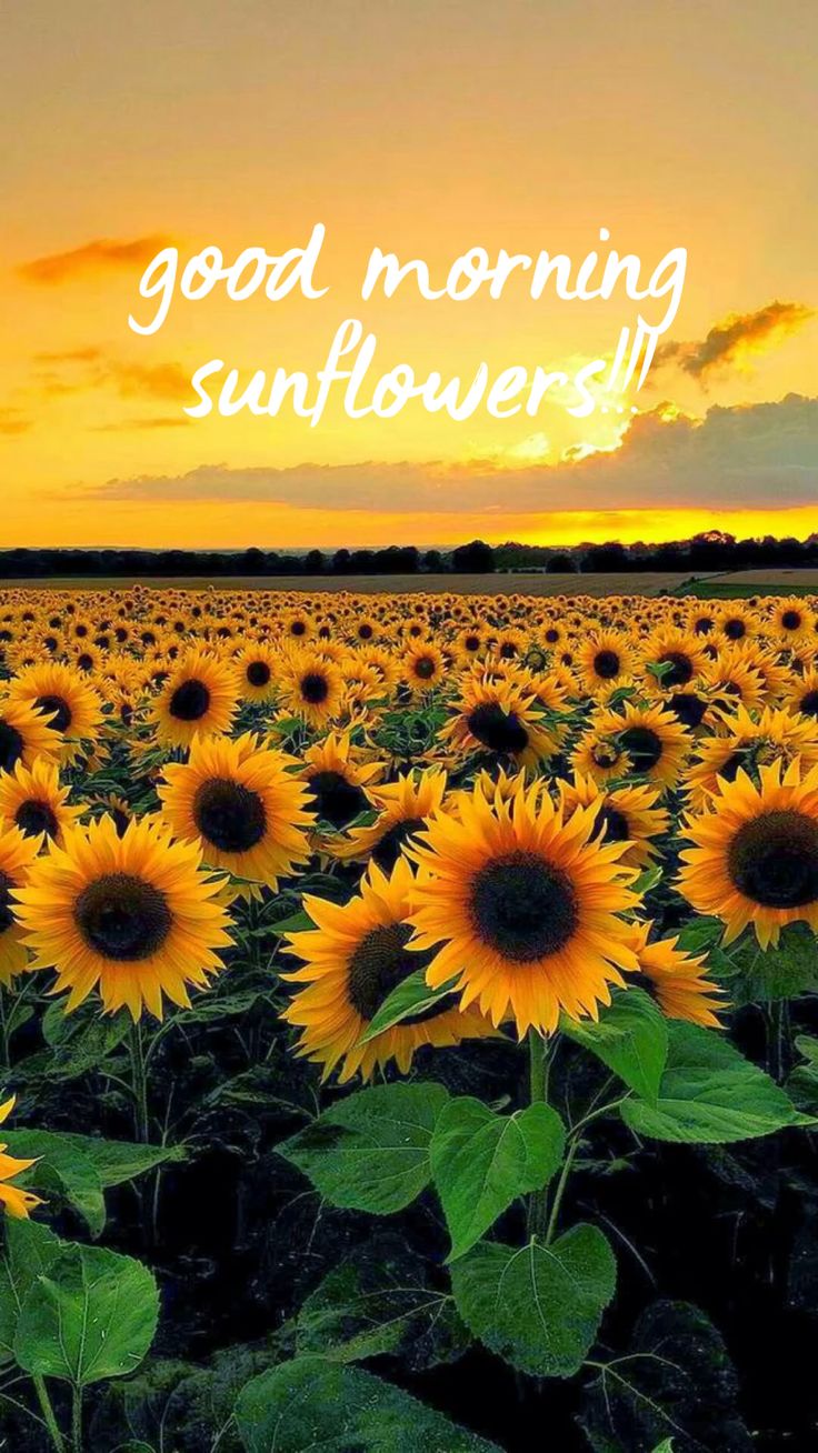 Good Morning Sunflower Wallpapers
