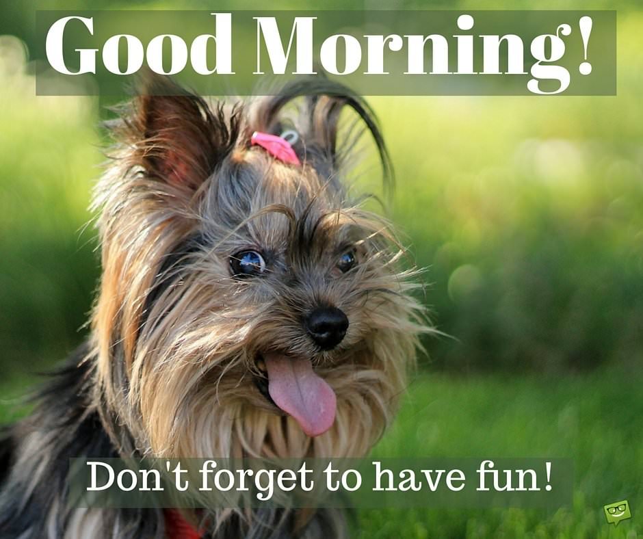 Good Morning Dog Funny Images