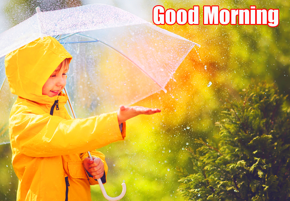 Good Morning Rain Forest Images