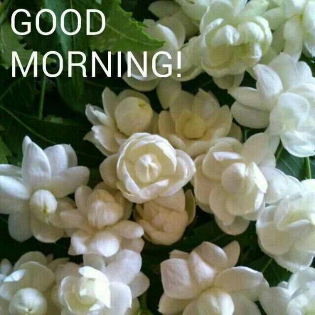 Good Morning Jasmine Flower Images