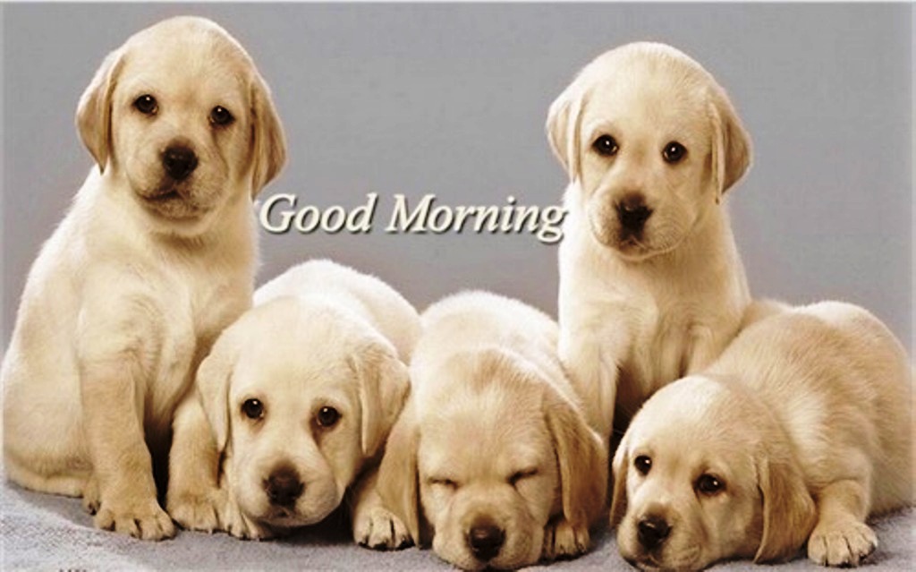 Good Morning Dog Images