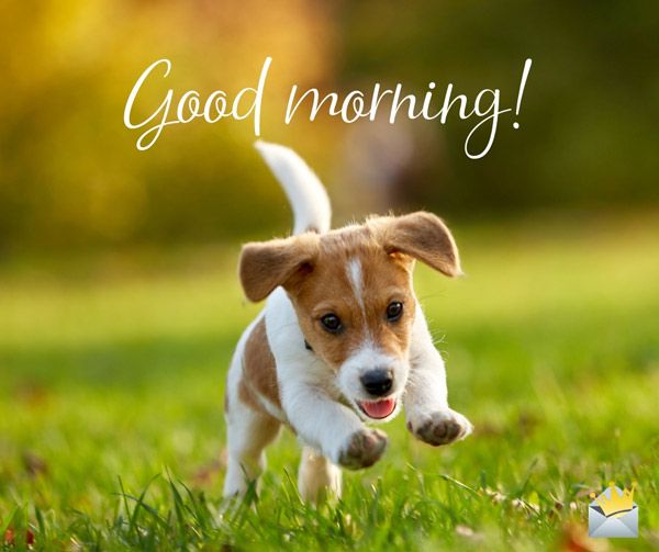 Cute Good Morning Puppy Pictures