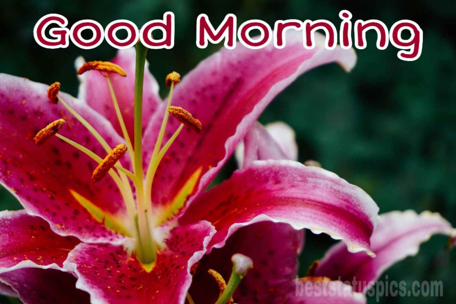 Lily Flower Good Morning Images