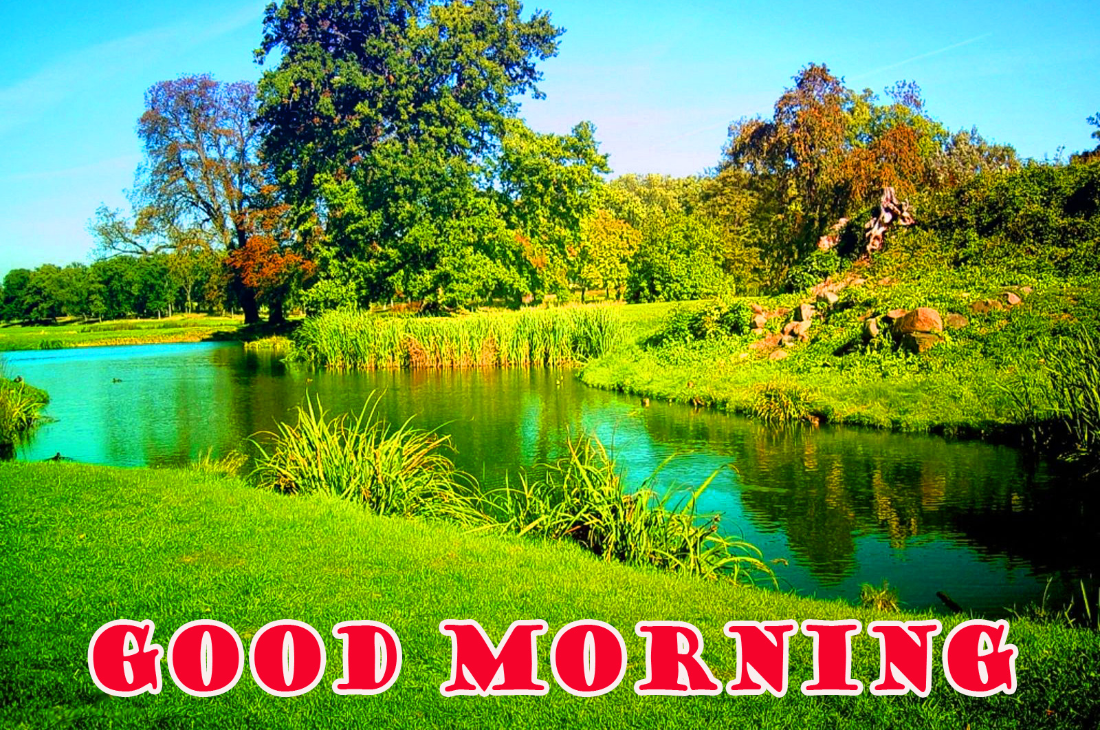 Good Morning Forest HD Wallpapers