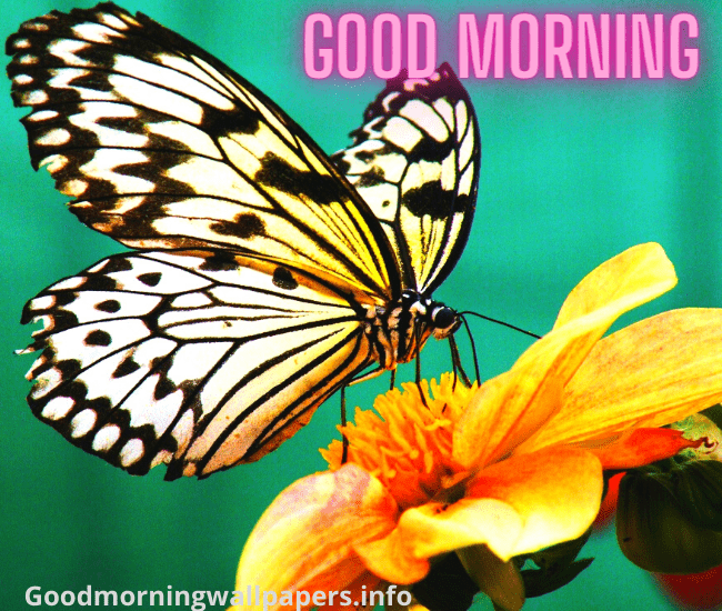 Good Morning Butterfly Wallpaper