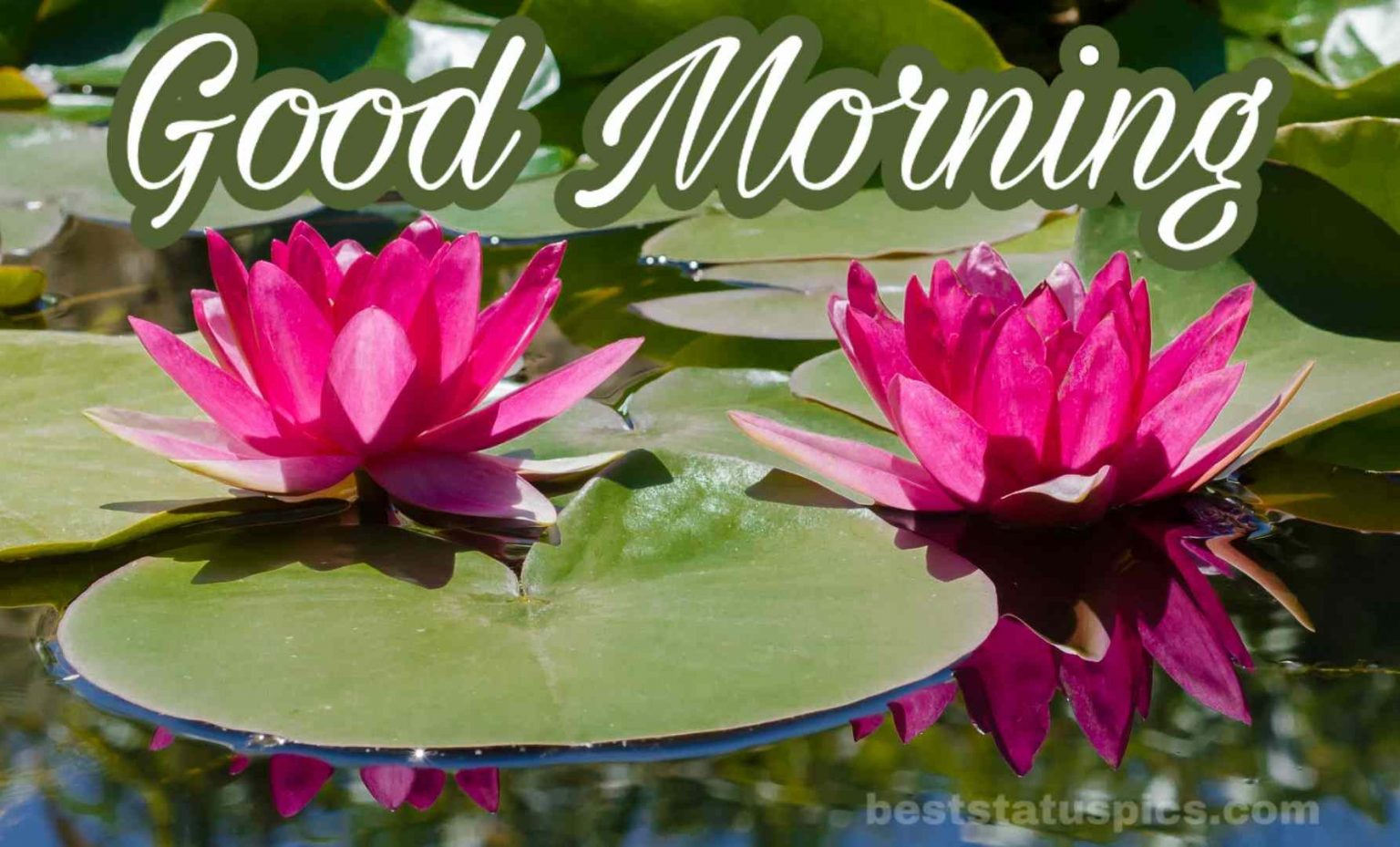 Good Morning Lily HD Wallpapers