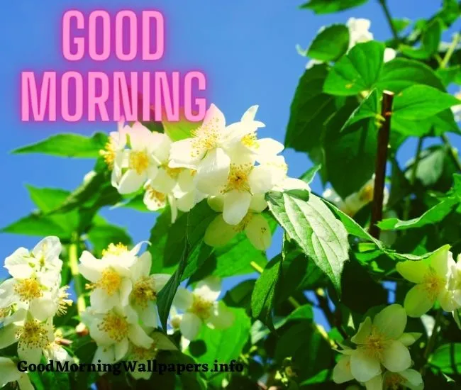 Good Morning Jasmine Wallpapers HD