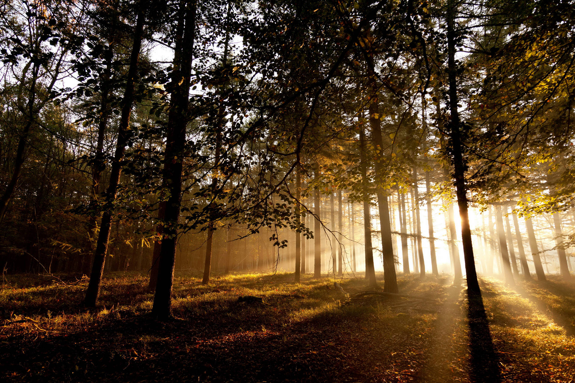 Good Morning Forest HD Wallpapers