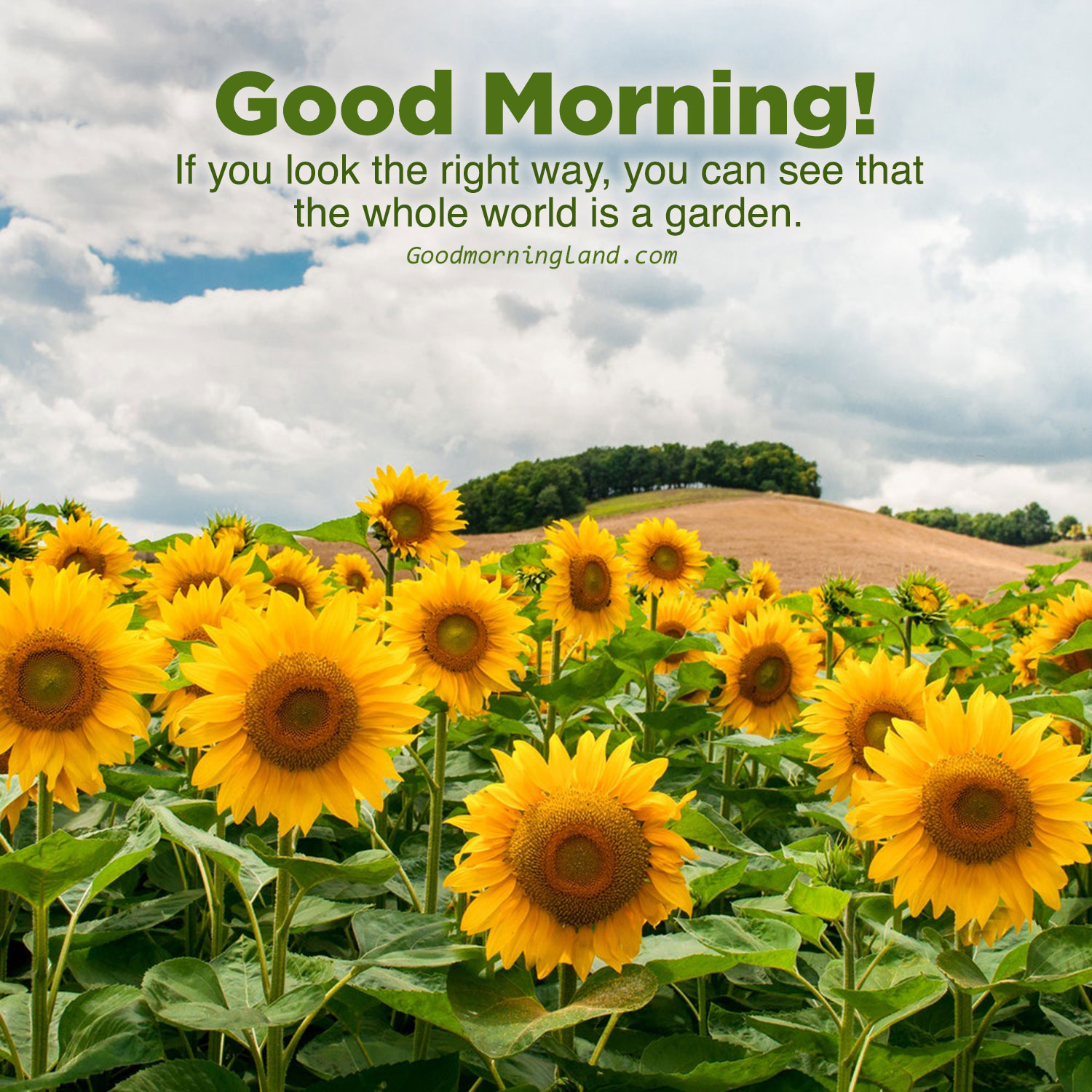 Good Morning Sunflower Pictures For WhatsApp