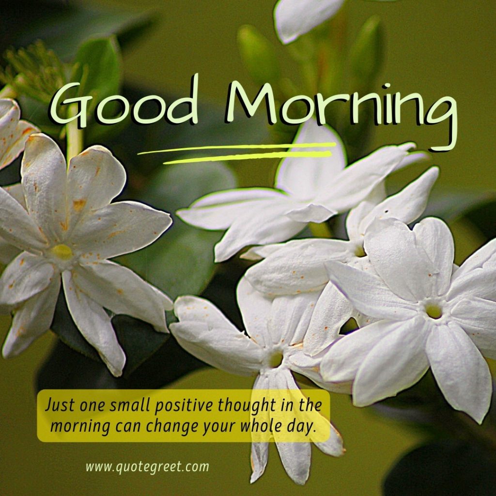 Good Morning Jasmine HD Images For WhatsApp