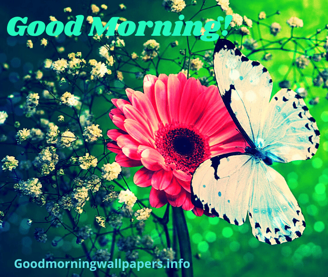 Good Morning Butterfly Images HD For WhatsApp