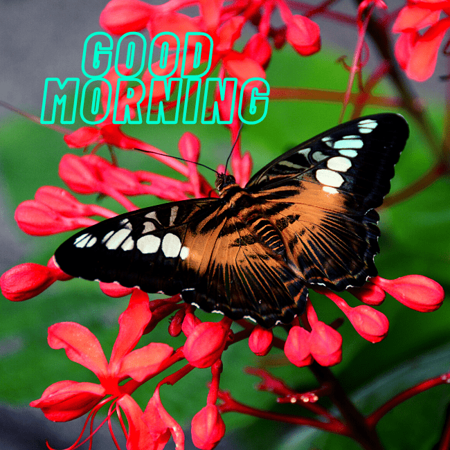 Good Morning Butterfly Images HD For WhatsApp