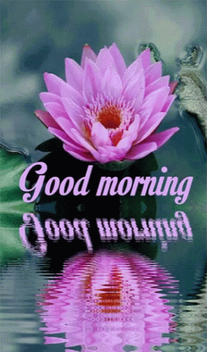 Good Morning Lily Images For WhatsApp