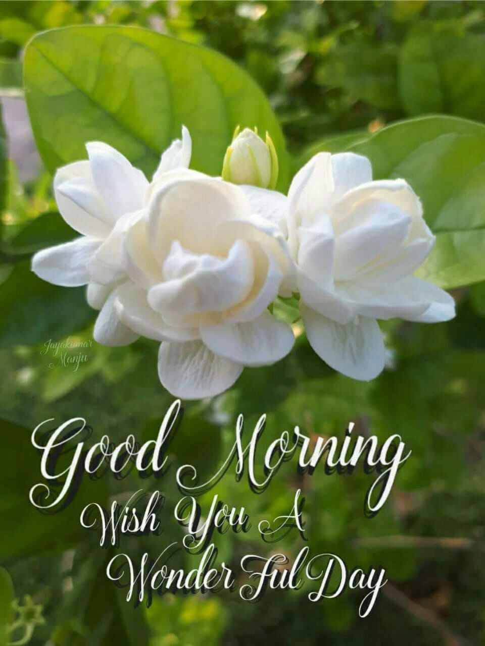 Good Morning Jasmine HD Images For WhatsApp
