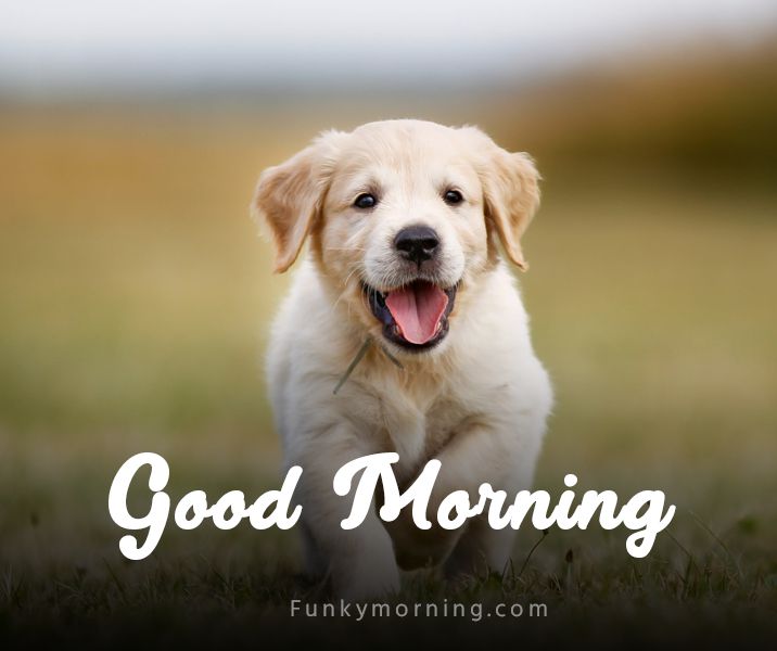 Good Morning Puppy Images HD For WhatsApp