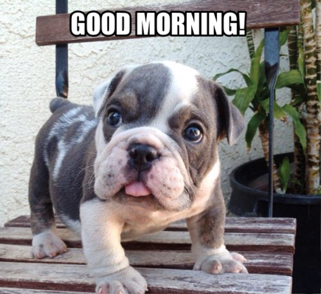 Cute Dog Good Morning Images