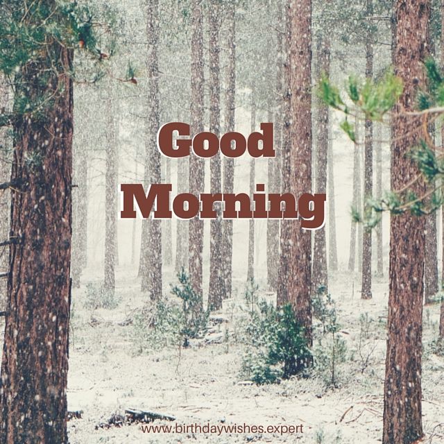 Good Morning Forest Pictures For WhatsApp