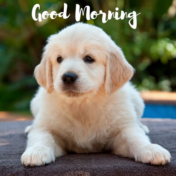 Good Morning Puppy Images HD For WhatsApp