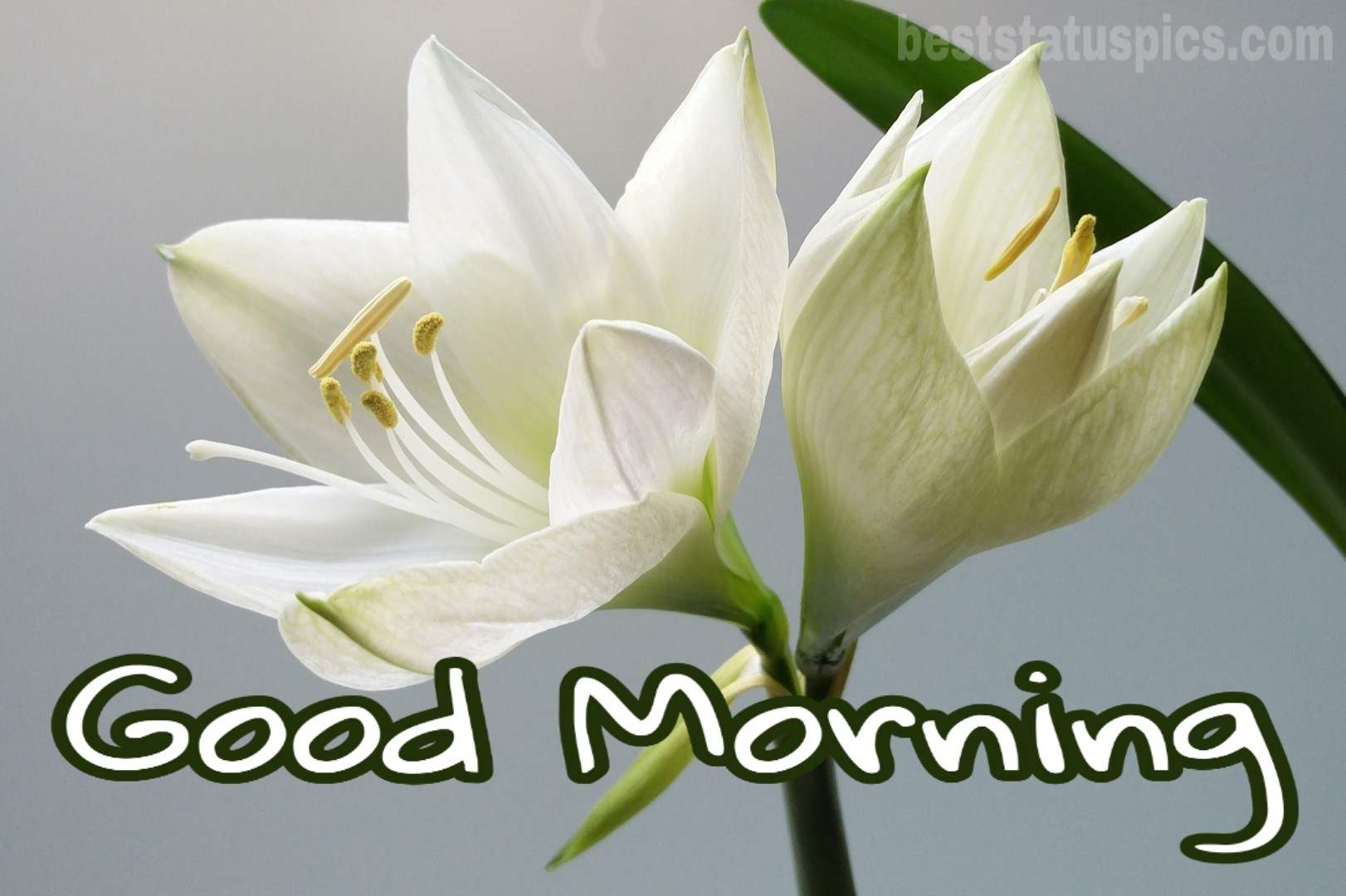 Good Morning Lily Flowers Images
