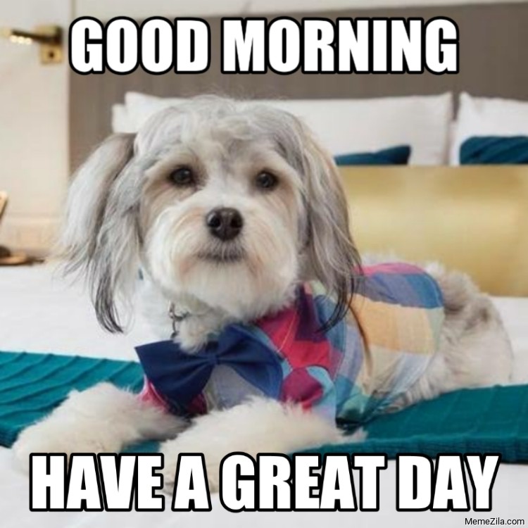 Good Morning Dog Memes