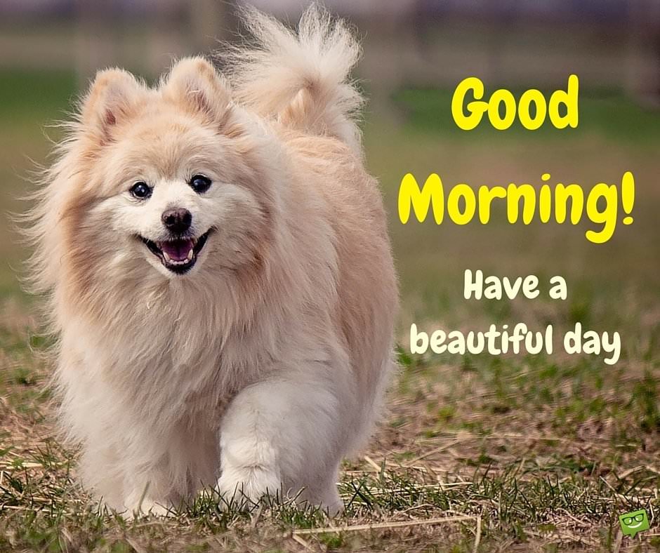 Good Morning Dog Funny Images