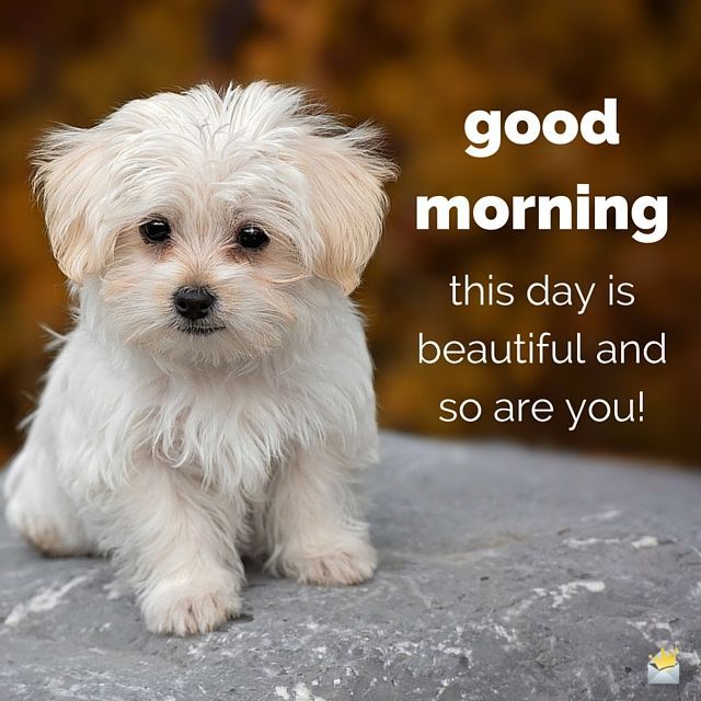 Beautiful Good Morning Dog Images