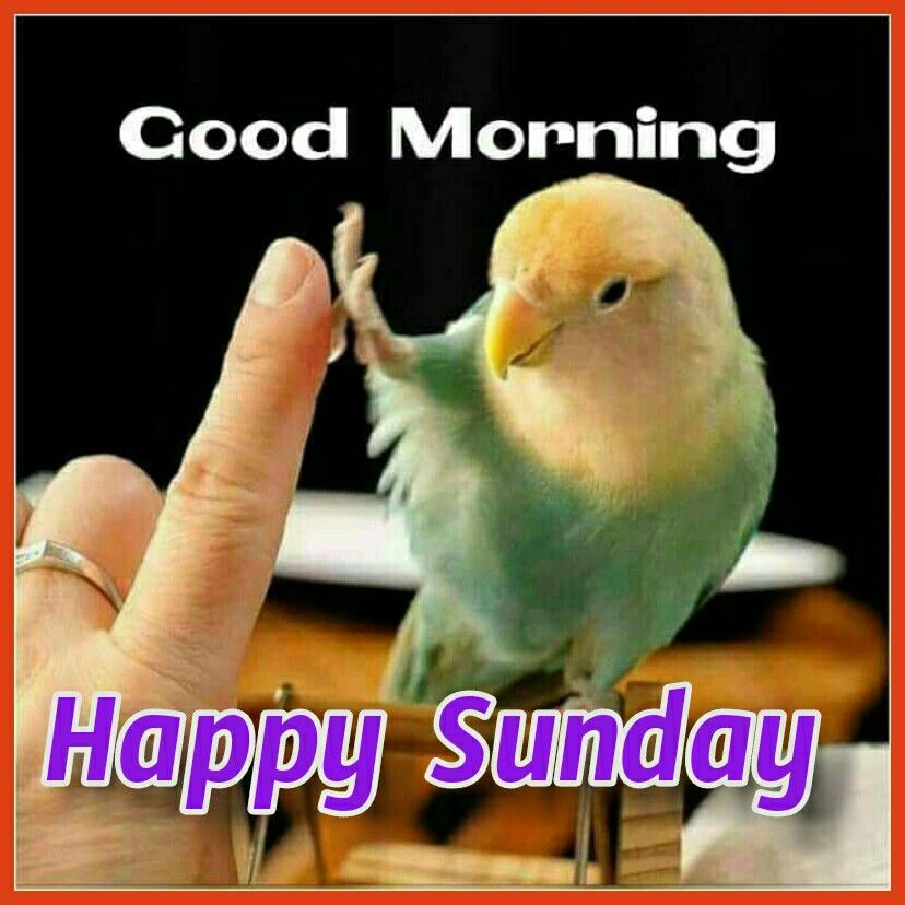 Happy Sunday Good Morning Funny Images