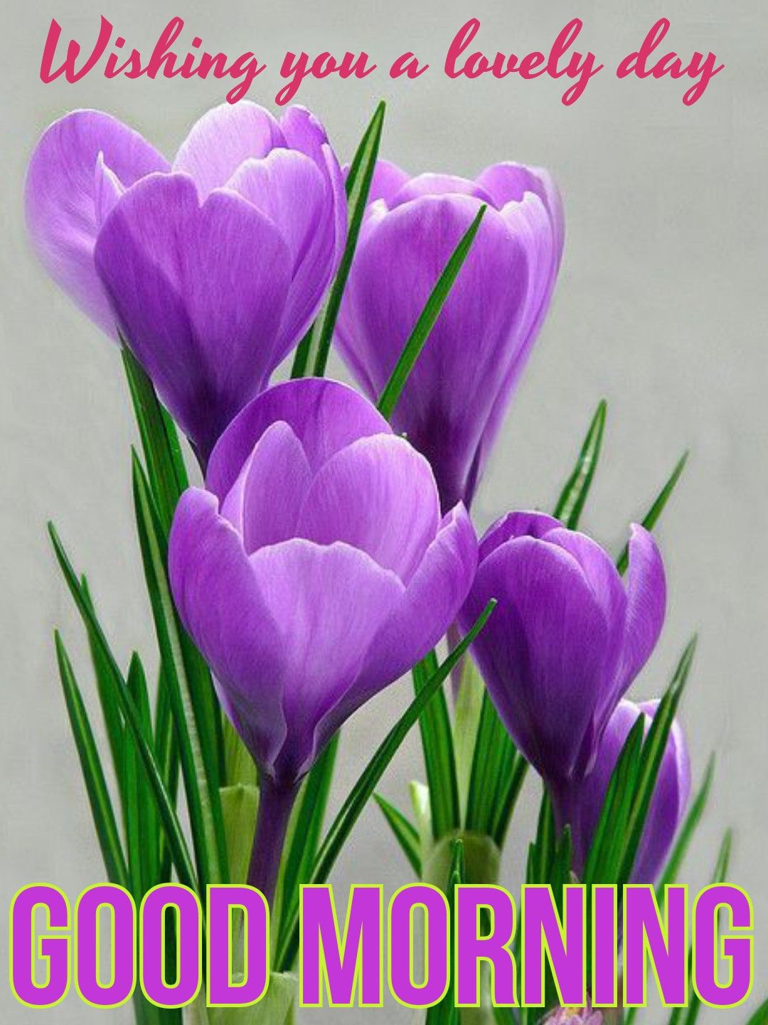 Good Morning Spring Flowers Images