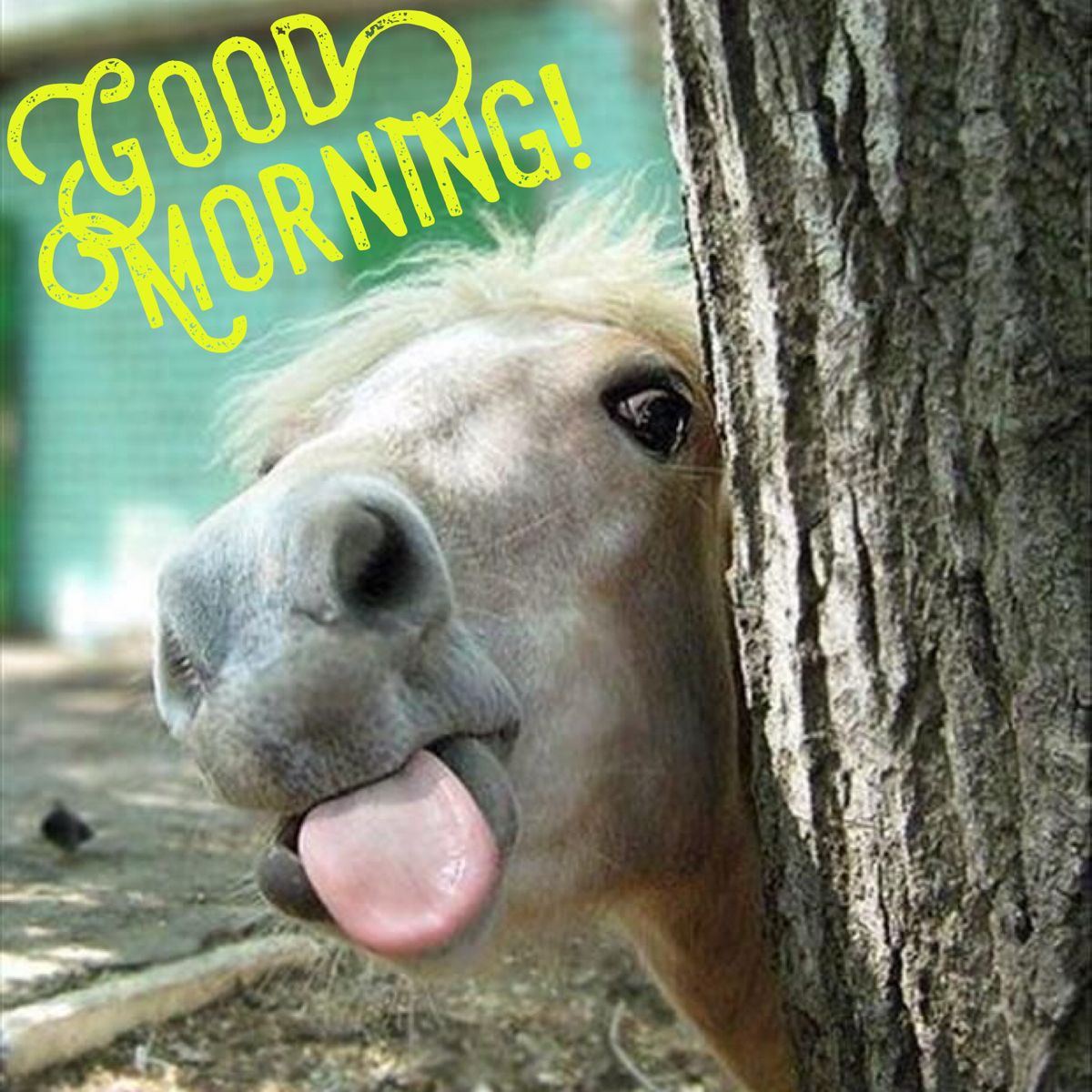 Good Morning Funny Horse Images