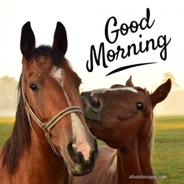 Good Morning Running Horse Images For WhatsApp