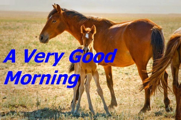 Good Morning Running Horse Images For WhatsApp