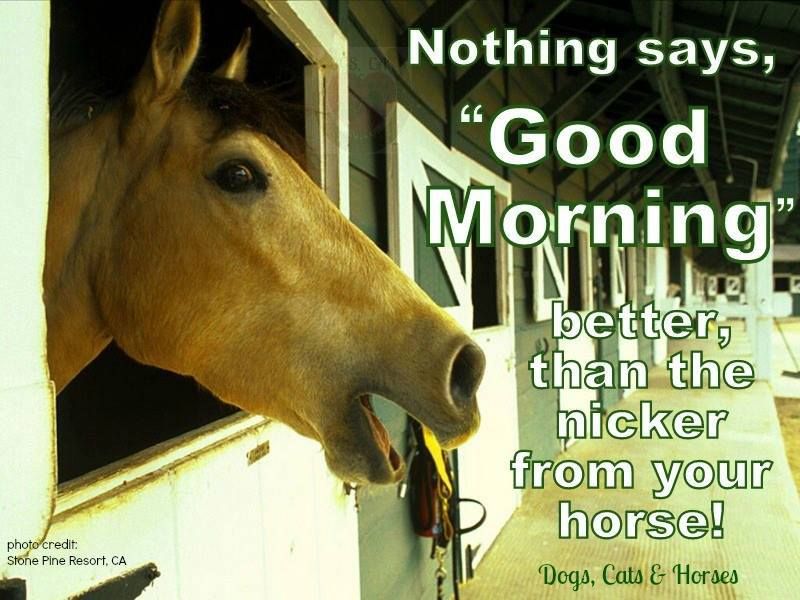 Good Morning Horse Quotes