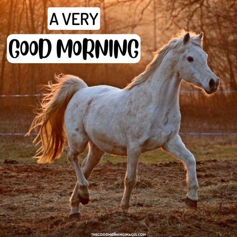 Good Morning Horse Images