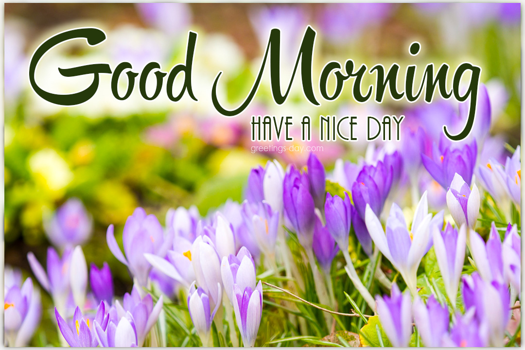 Good Morning Spring Flowers Images