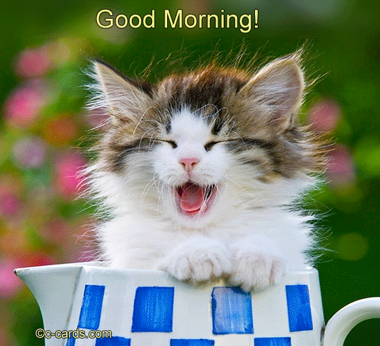 Good Morning Kitten GIF Images