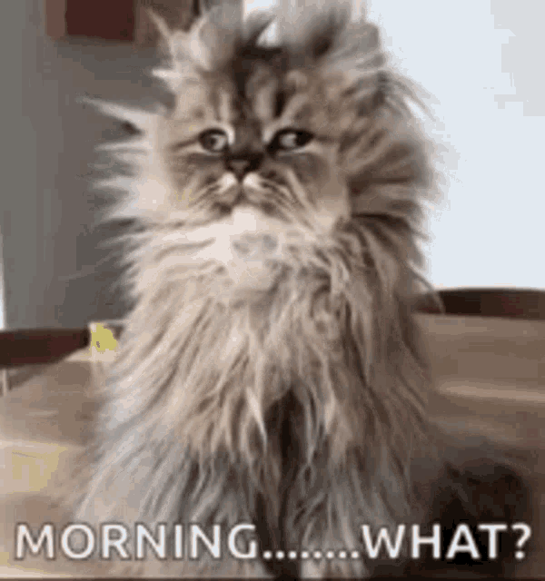 Good Morning Cat Funny GIF Images