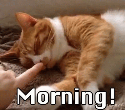 Good Morning Cat Funny GIF Images
