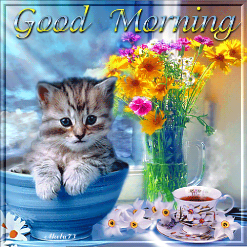 Good Morning Cat GIF Images