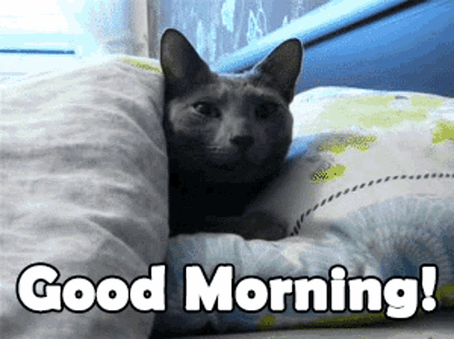 Cute Good Morning Cat GIF Download