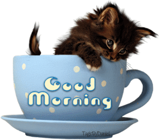 Cute Good Morning Cat GIF Download